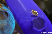 Gammaridea  Gammare amphipode-Rhopalaea sp Komodo Canibal rock-24m-20160808-Denis-ADER-DSC_0946_tn